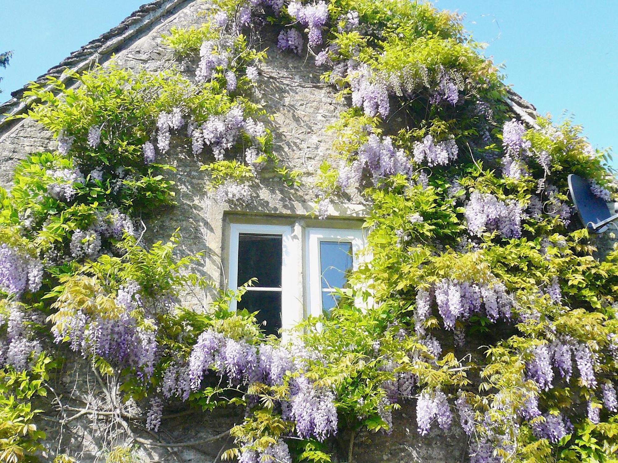 Ivy Cottage Chedworth Eksteriør billede